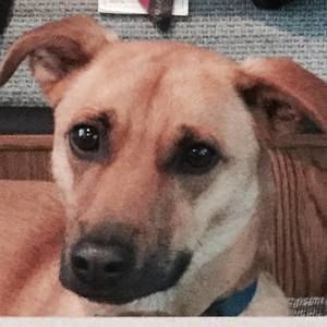 Meet your Posher, Odin